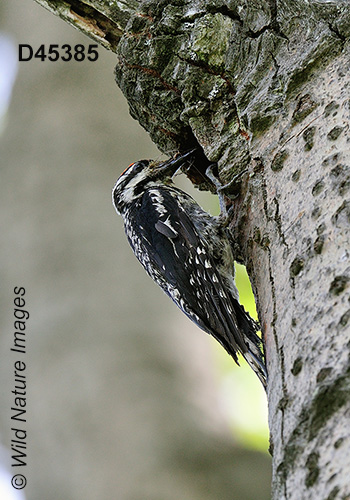 Yellow-bellied Sapsucker (Sphyrapicus varius)